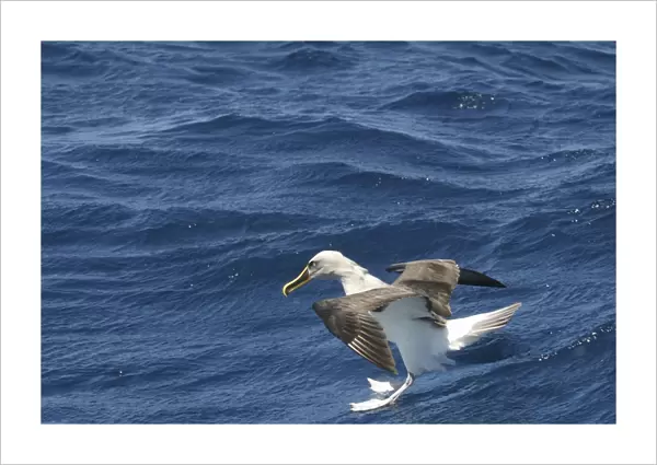 Bullers Albatross Off Eaglehawk Neck Tasmania Australia