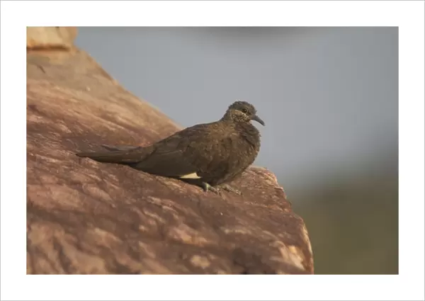 White-Quilled Rock-Pigeon Australian endemic confined to the extreme northeast of Western Australia. Restricted habitat includes rugged sandstone escarpment country. Also gullies and gorges with pockets of forest