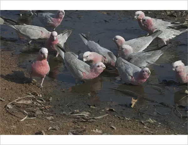 Galah - Drinking at waterhole Near Pine Creek, Northern Territory, Australia. Abundant throughout almost all of Australia. Typically a bird of the interior. Sometimes shot by farmers when birds descend on crops