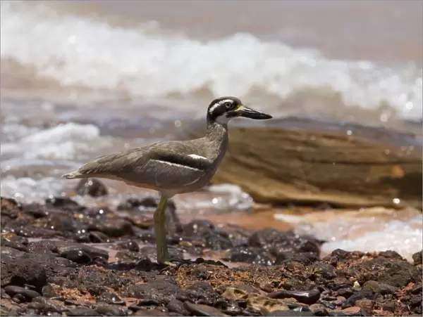 Beach Stone-curlew  /  Beach Thick-knee. Found around the northern coasts of Australia. Uncommon and wary and vulnerable due to human activity on beaches. Secure in remote areas. At Roebuck Bay, Western Australia. Previously E. magnirostris