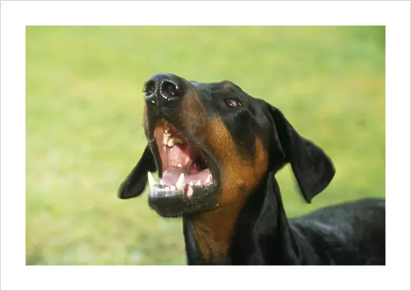 Dobermann Dog - aggressive