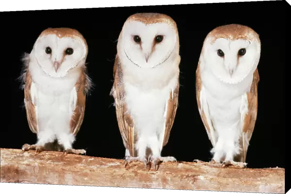 Barn Owls. JD-4584. BARN OWLS - x three in a line