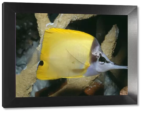Longo's  /  Forceps  /  Long-nosed  /  Long Nosed Butterfly Fish