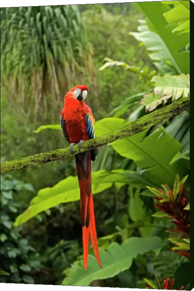 Scarlet Macaw - Rainforest Guatemala