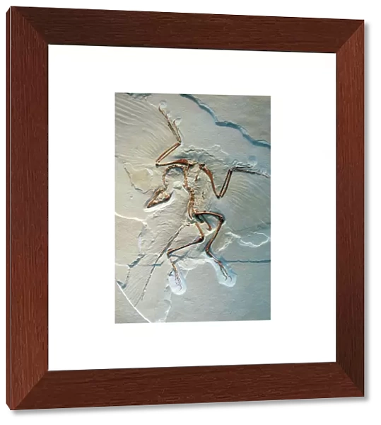 Archaeopteryx, fossil bird, Jurassic