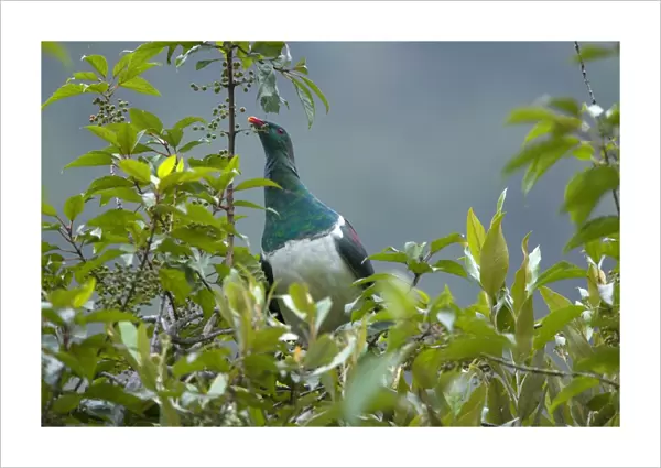 New Zealand Pigeon sitting in a tree feeding on berries Westland National Park, West Coast, South Island, New Zealand