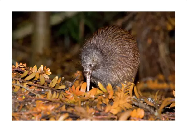 Brown Kiwi adult one poking in the ground with its long beak searching for food in native Kauri forest with fallen Kauri twigs visible Trounson Kauri Park Scenic Reserve, Northland, North Island, New Zealand