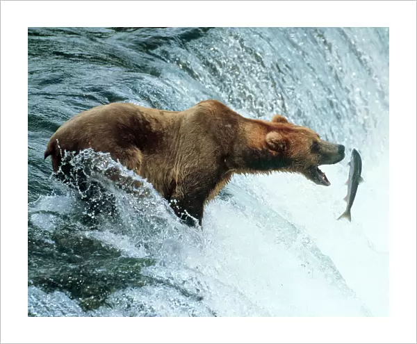 Brown Bear Catching a fish. Alaska, USA