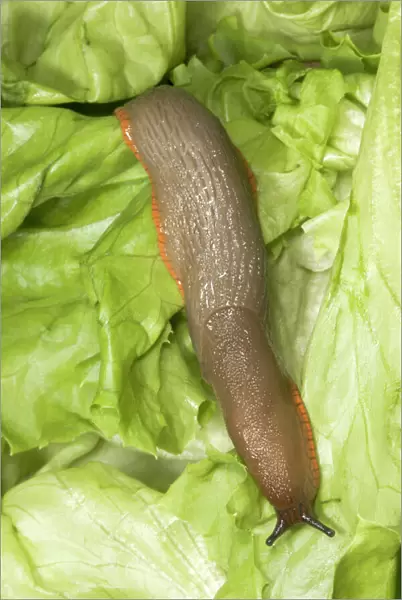 Common Large Garden Slug - On lettuce UK garden