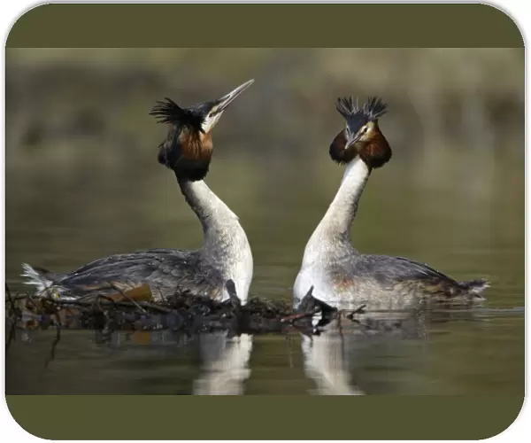 Great Crested Grebes - Pair beside courtship platform, showing head shaking ritual. Hessen, Germany