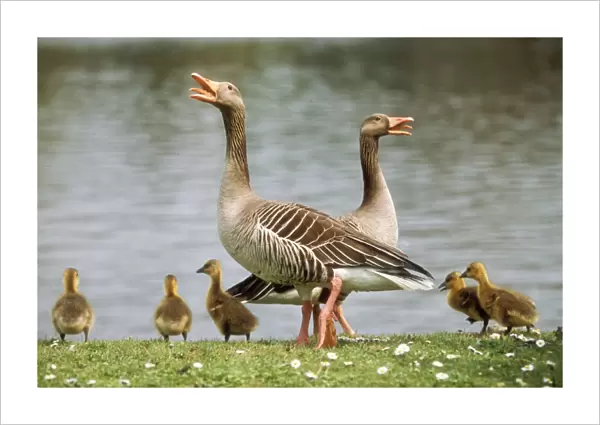 Greylag Goose Parents with goslings, calling alarm