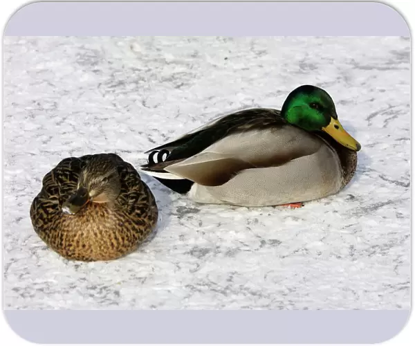Mallard - pair in resting in snow