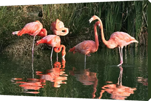 Chilean Flamingo - group in water