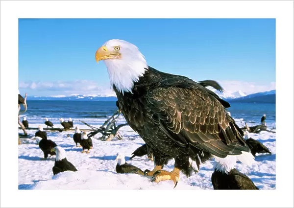 Bald Eagle - with many Bald Eagles in background