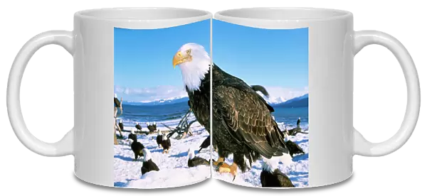 Bald Eagle - with many Bald Eagles in background