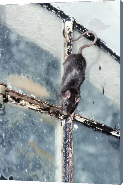 Black Rat. AEB-2313. Black  /  Ship RAT. Rattus rattus