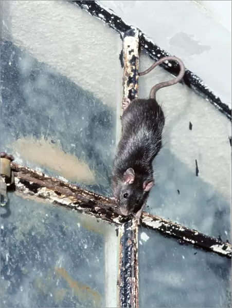 Black Rat. AEB-2313. Black  /  Ship RAT. Rattus rattus
