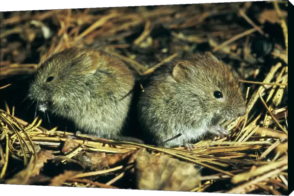 Northern redbacked vole, two young brothers feed on taiga-forest floor near river Negustyah, a tributary of river Bolshoi Ugan, near Ugut settlement; Uganskii Nat. reserve, Siberia, Russia; spring