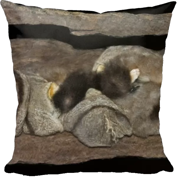 Sugar glider - clan sleeping in communal nest hollow. Townsville Queensland Australia HSN00175