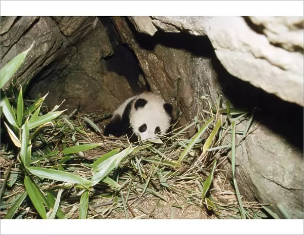 Giant Panda - 4 month old baby in den Qinling mountains, Shaanxi, China