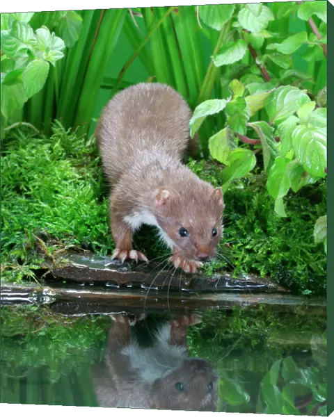 Weasel Male about to drink from pool Bedfordshire, UK