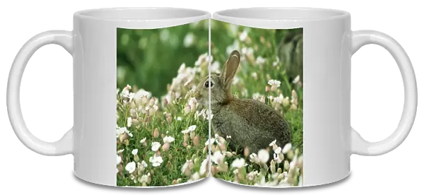 Common Rabbit With flowers, UK