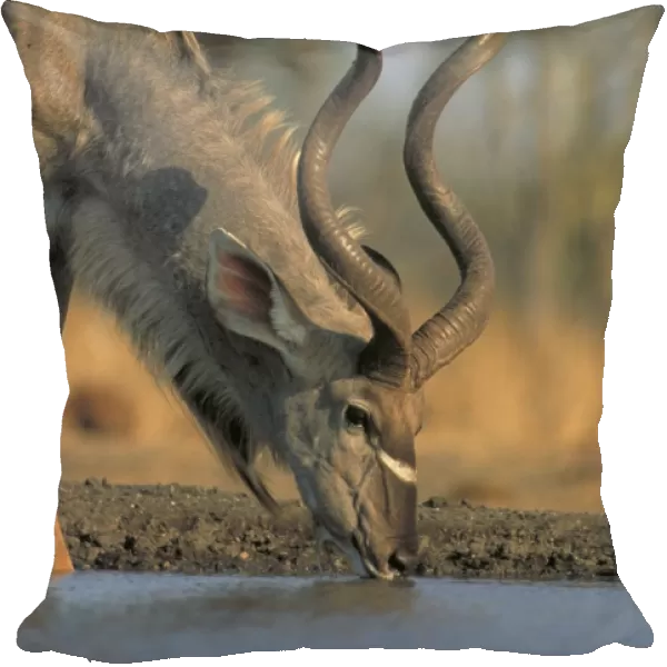 Greater Kudu - Zimbabwe, Africa - Drinking