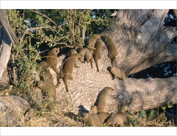 Banded Mongooses - sunbathing Mungos Mungo, Botswana, Africa