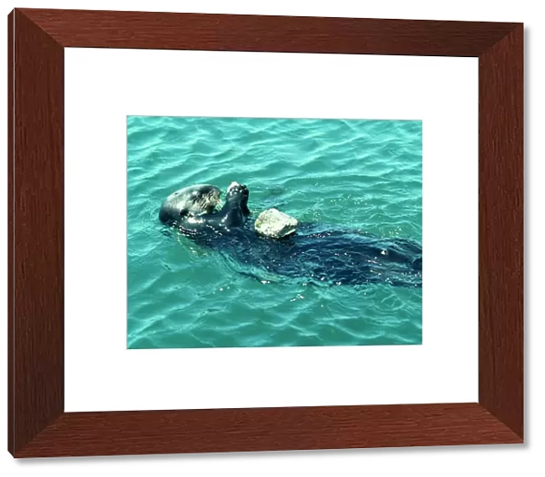 Sea Otter Eating on back using stone to break abalone