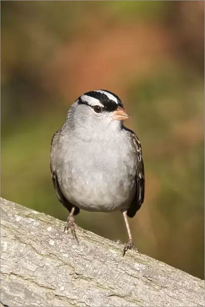 White-crowned Sparrow - adult in October, CT, USA