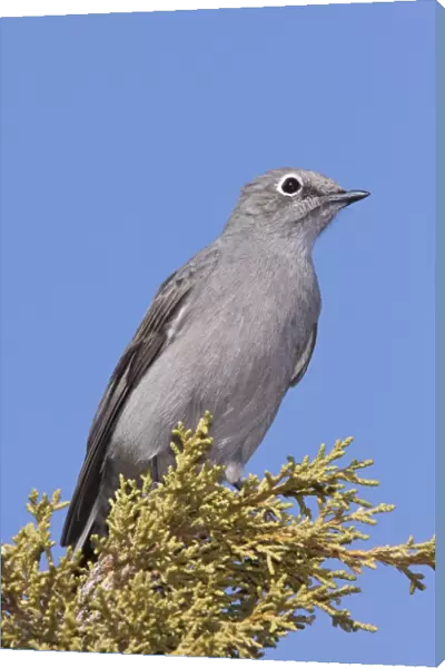 Townsend's Solitaire New Mexico in February
