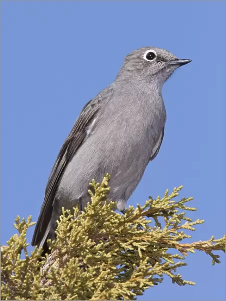 Townsend's Solitaire New Mexico in February