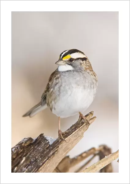 White-throated Sparrow - in winter. Connecticut in December