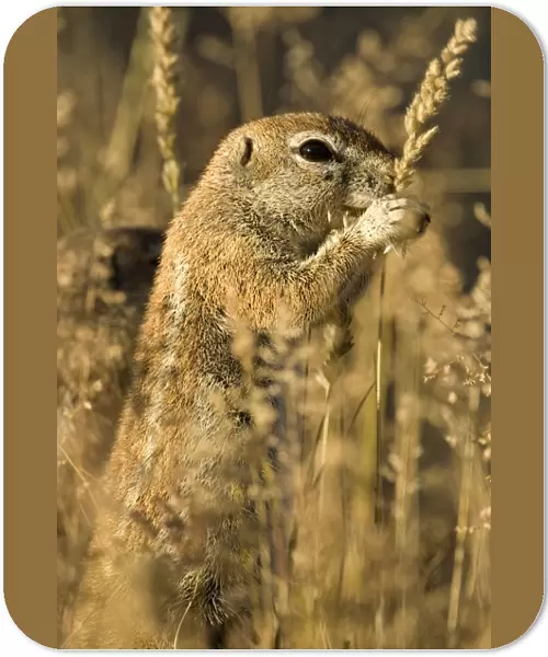 Ground Squirrel-Feeding on golden grass seeds Kalahari Desert-Kgalagadi National Park-South Africa