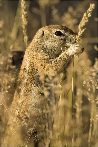 Ground Squirrel-Feeding on golden grass seeds Kalahari Desert-Kgalagadi National Park-South Africa