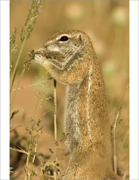 Ground Squirrel-Close up portrait-feeding on grass seeds Kalahari Desert-Kgalagadi National Park-South Africa