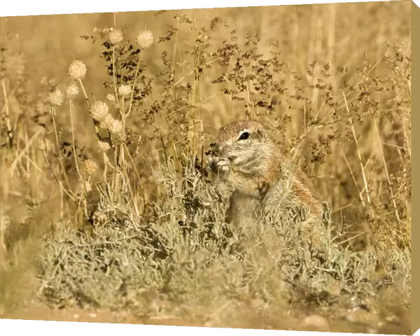 Ground Squirrel-feeding on grass seeds in thick undergrowth Kalahari Desert-Kgalagadi National Park-South Africa
