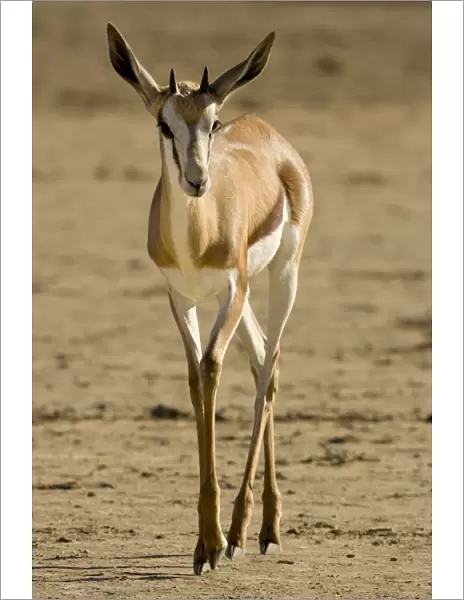 Springbok-Portrait of youngster walking over dry barren ground Kgalagadi Transfrontier Park-South Africa-Botswana-Africa