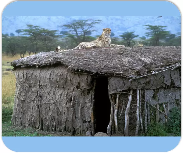 Cheetah - resting on roof of mud hut. Maasai Mara - Kenya - Africa