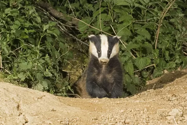 Young European badger - emerging from sett Cotswolds UK
