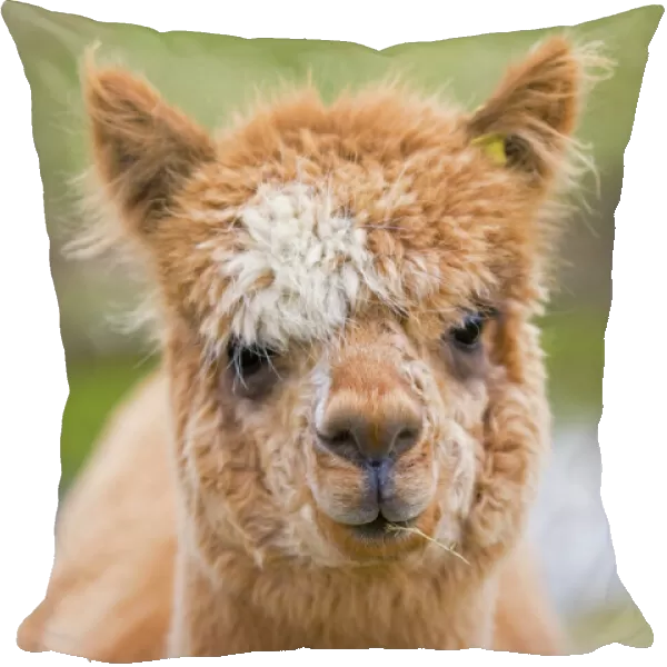 Alpaca - head of alpaca domesticated camelid; alpacas are native to Peru and have been domesticated for thousands of years; they have thick fleeces which produce valuable high quality wool or fibre which is used to make knitted or woven