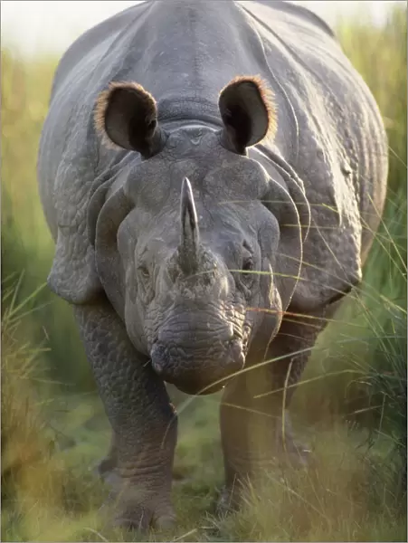 Indian One-horned Rhinoceros