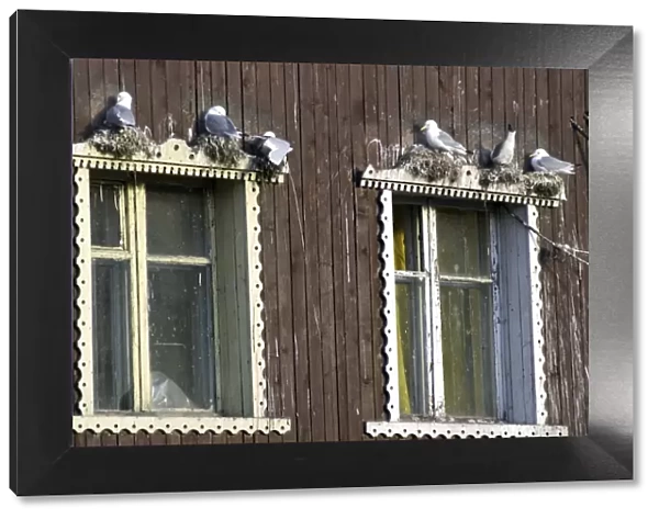Kittiwakes Nesting on window ledge Spitzbergen