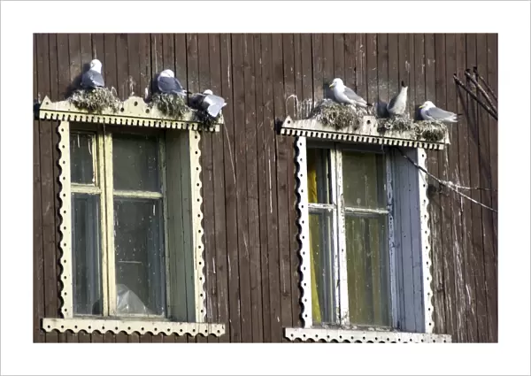 Kittiwakes Nesting on window ledge Spitzbergen