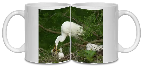 Great Egret  /  Common Egret - adult feeding youg crayfish or crawfish at nest. Southern U. S. May _TPL4013