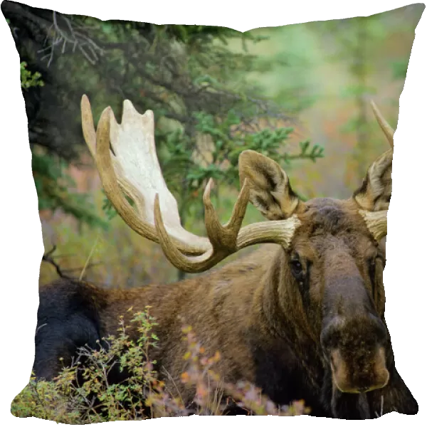 Moose - male Denali National Park, Alaska. MM129