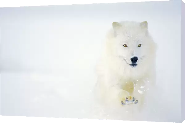 Arctic Wolf  /  Arctic Gray Wolf running in snow. MW2598