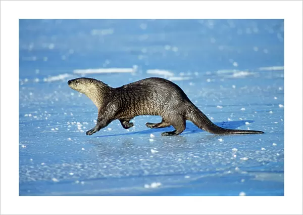 River Otter - trotting across frozen pond, winter. Western USA. MO301