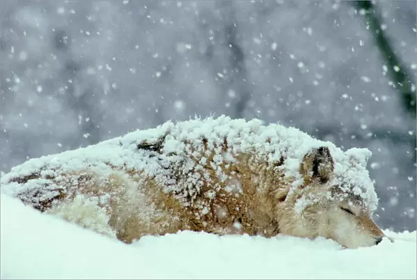 Gray wolf (Canis lupus) resting (sleeping) during heavy snow. North America