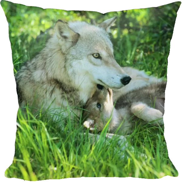 Grey wolf (Canis lupus) mother with young pup lying in grass. June